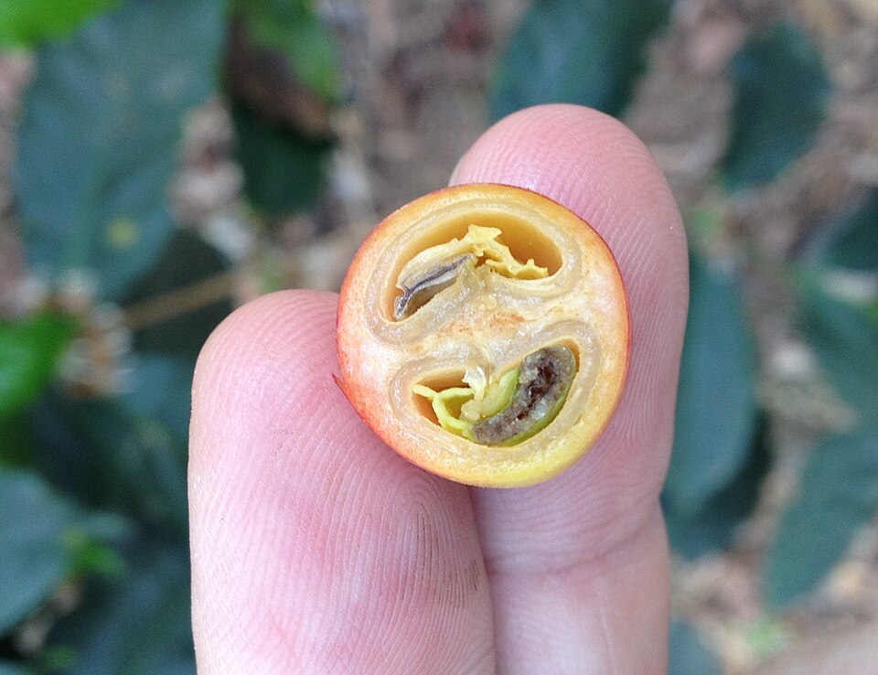 咖啡果实横切面，可见果皮、果肉与两粒种子