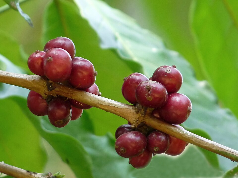 结满红色果实的罗布斯塔咖啡树