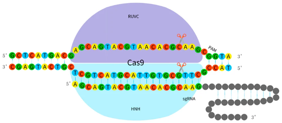 CRISPR-Cas9基因编辑原理示意图