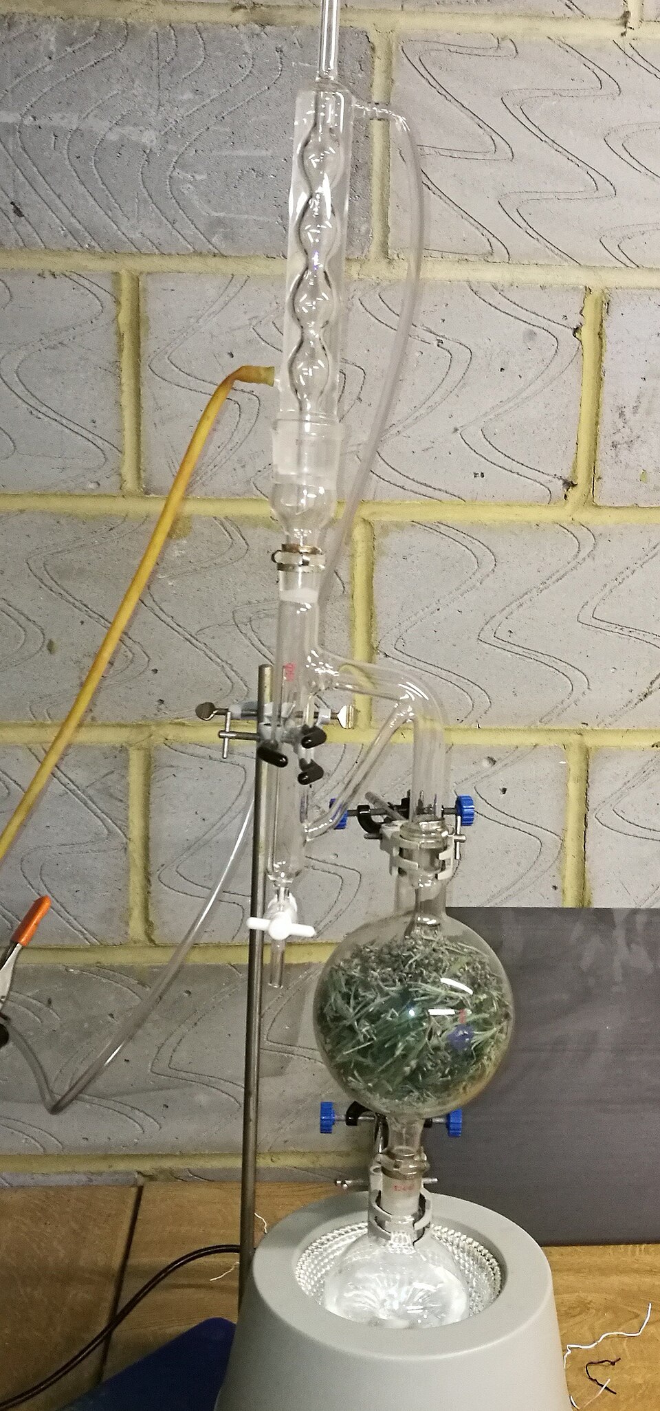 薰衣草蒸汽蒸馏装置，玻璃器皿中可见精油分离